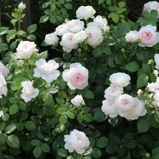 Trandafir cu parfum intens - Trandafiri - Herzogin Christiana® - 
